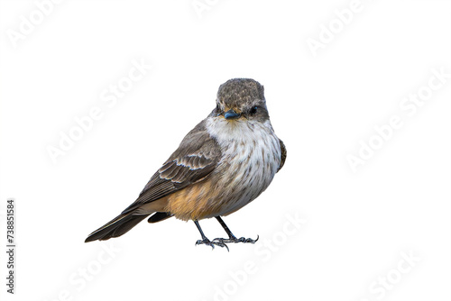 Vermilion Flycatcher (Pyrocephalus rubinus) High Resolution Photo, Perched on a Transparent PNG Background photo