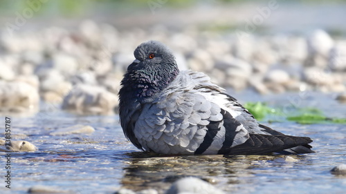 Photography Gray colored pigeon, birds of Montenegro