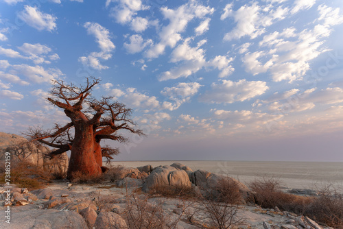 Landschaft mit Baobab und Wolken im Morgenlicht