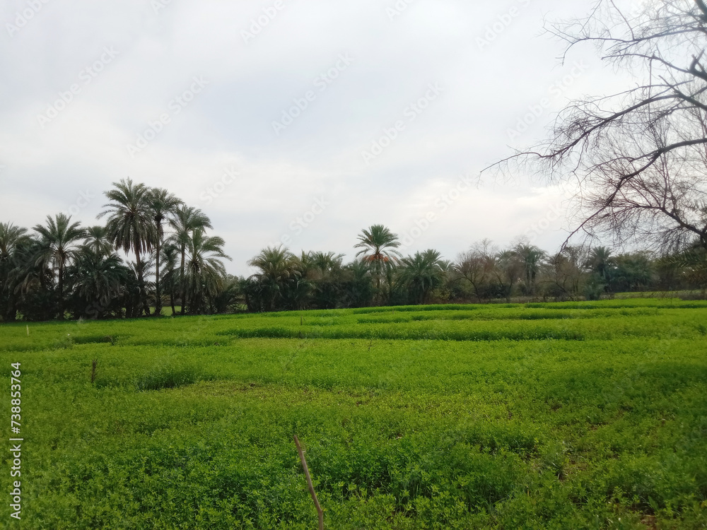 Beautiful green landscape with date palm tree and cloudy sky Beautiful green landscape with date palm tree and cloudy sky