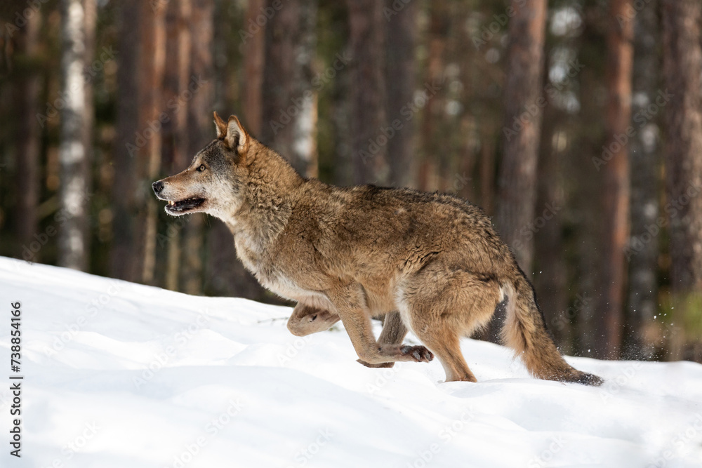 Obraz premium A young wolf runs along the edge of the forest. Winter landscape. Life of animals. Wild life.