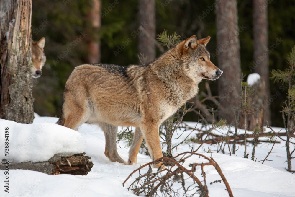 Wolves cautiously come out to the edge of the forest. Winter landscape. Wild life. Life of animals.