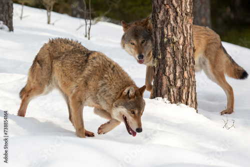 Two wolves in a snowy forest. Winter landscape. Life of animals. Wild life