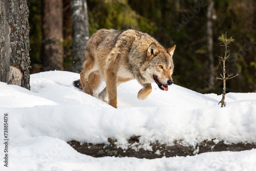 A wolf runs along the edge of the forest. Winter landscape. Wild life. Life of animals.