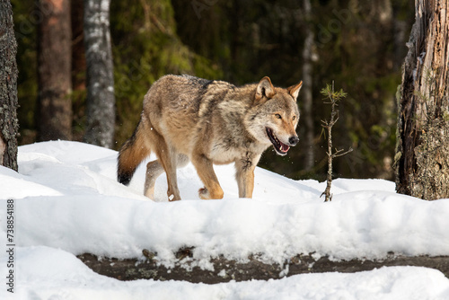 A young wolf runs along the edge of the forest. Winter landscape. Life of animals. Wild life. © Olga