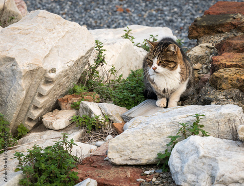 Photography cat sitting on the rocks
