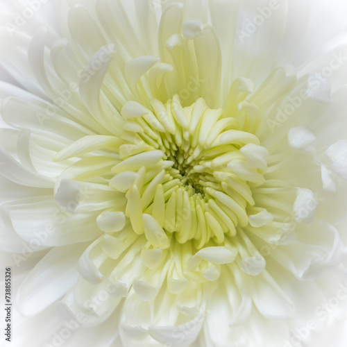 white chrysanthemum flower with soft edges