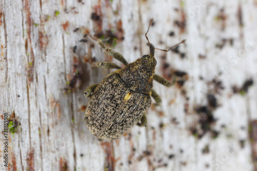 Cabbage stem weevil Ceutorhynchus pallidactylus. A beetle leaving its overwintering sites before laying its eggs into rapeseed stalks. photo