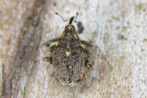 Cabbage stem weevil Ceutorhynchus pallidactylus. A beetle leaving its overwintering sites before laying its eggs into rapeseed stalks. photo