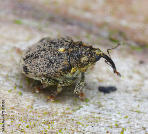 Cabbage stem weevil Ceutorhynchus pallidactylus. A beetle leaving its overwintering sites before laying its eggs into rapeseed stalks. © Tomasz