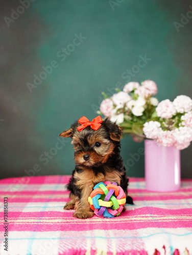 Yorkshire Terrier Puppy sitting next to toy. Fluffy, cute dog with red bow on her head. Cute domestic pets 