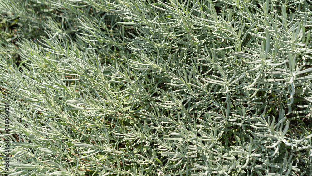 background of rosemary typical aromatic plant background of rosemary typical aromatic plant
