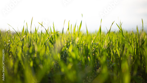 Gras - Weizen - Bodennah
