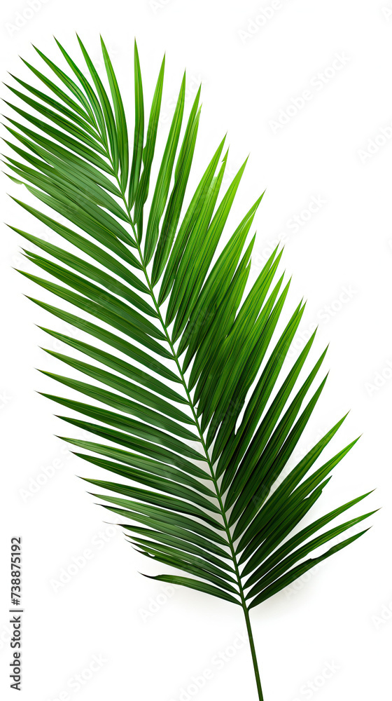 Obraz premium Green palm. isolated on white background