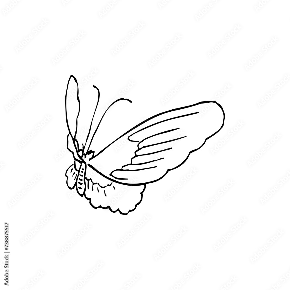 Fototapeta premium Black and white butterfly glyph