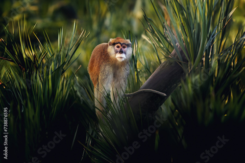 Canvas Print Patas Monkey (Erythrocebus patas) - Old World monkey