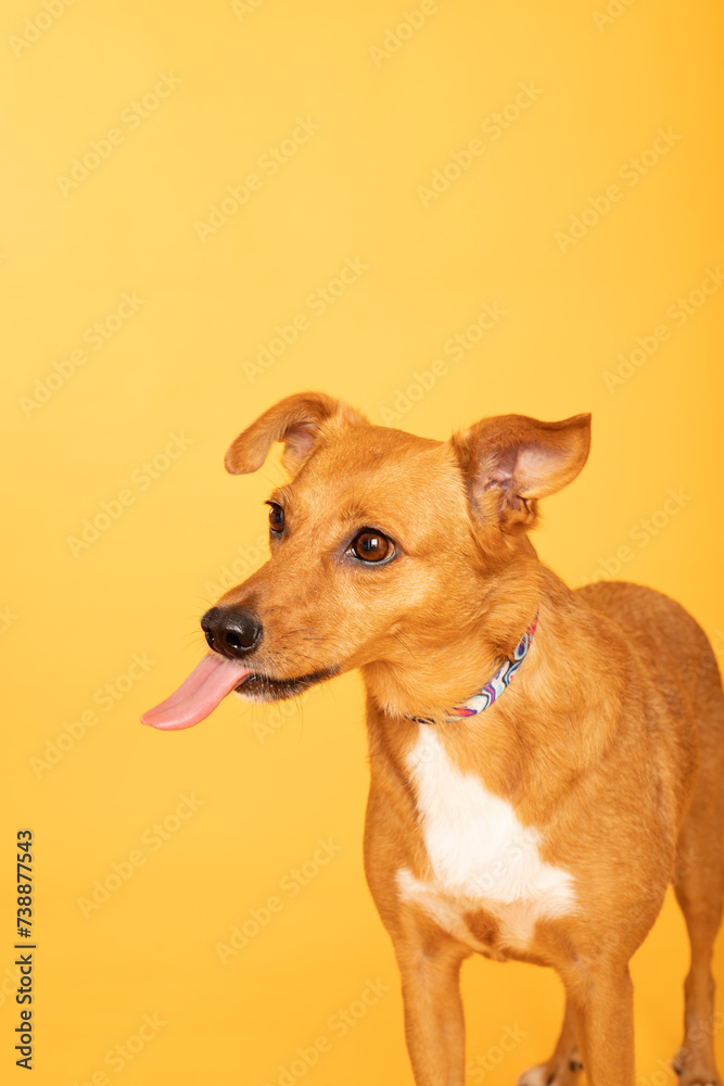 Funny dog Funny dog