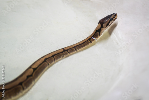 Ball Python snake (Python regius)