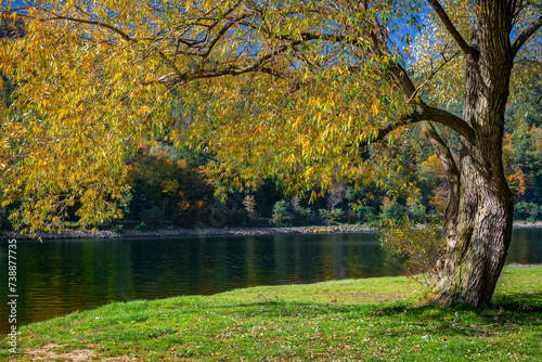 Jesienne drzewa nad brzegiem rzeki w słoneczny dzień