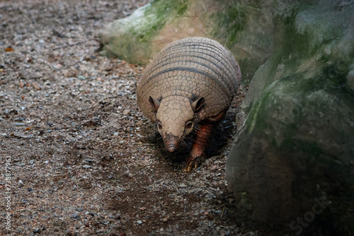 Six-banded Armadillo (Euphractus sexcinctus) or Yellow Armadillo photo