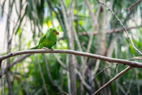 Blue-winged Parrotlet bird (Forpus xanthopterygius) photo