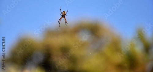 The crusader spider (Araneus diadematus Clerck) is a species of spider from the family of crusader spiders (Araneidae). Big brown spider crusader against sky background