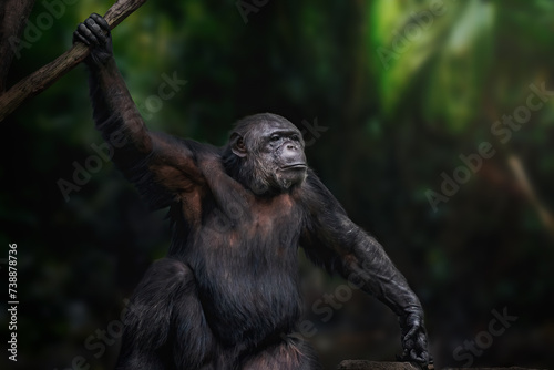 Chimpanzee (Pan troglodytes) - Great Ape © diegograndi