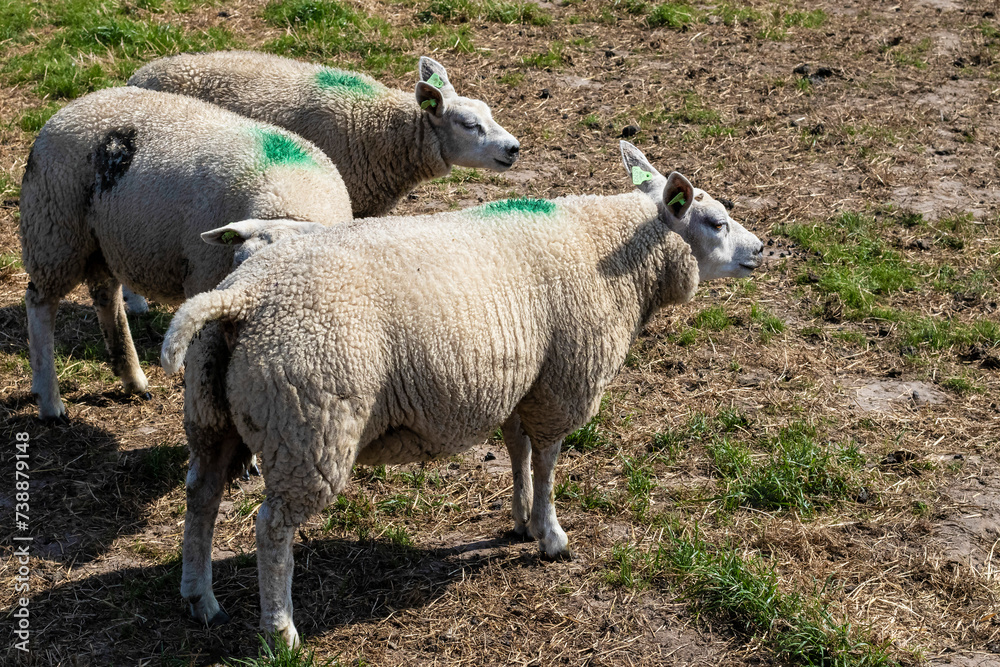 Obraz premium Texel - Netherlands
