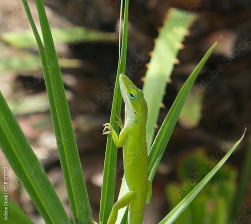 Green gecko on palm plant