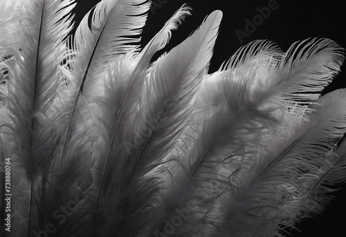 Ostrich feathers in spotlight Roaring 1920s style Black monochrome banner Black and white banner White feather on dark background photo