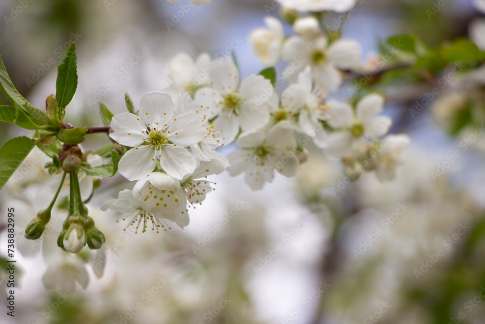 Spring blossoms. White blooming branches of cherry tree, spring backgrond.Easter flowers, women's day, 8 march, Mother's day, spring template with place for text Spring blossoms. White blooming branches of cherry tree, spring backgrond.Easter flowers, women's day, 8 march, Mother's day, spring template with place for text