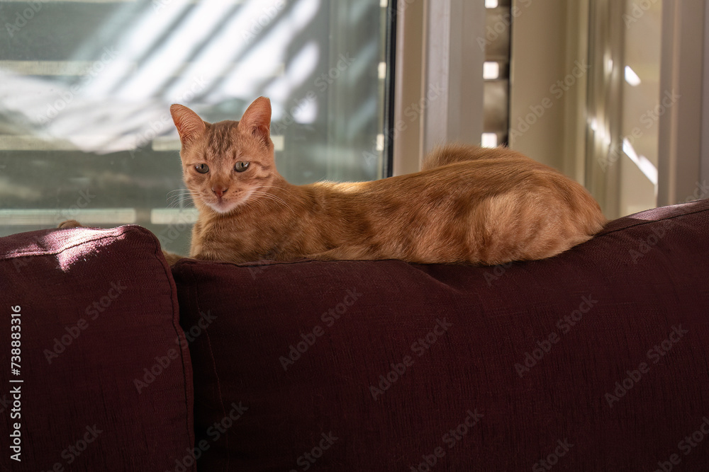 A Ginger Cat on a Couch in the Sunlight