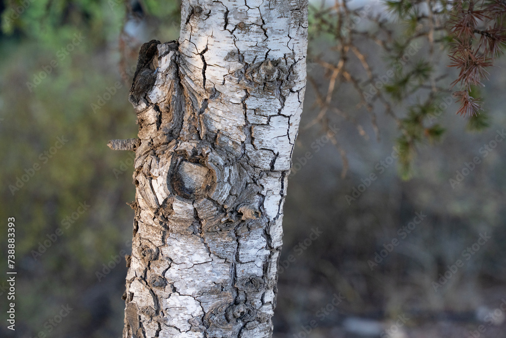 Obraz premium A Tree Bark Close Up