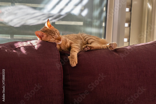 A Ginger Cat Sleeping on a Couch in the Sunlight