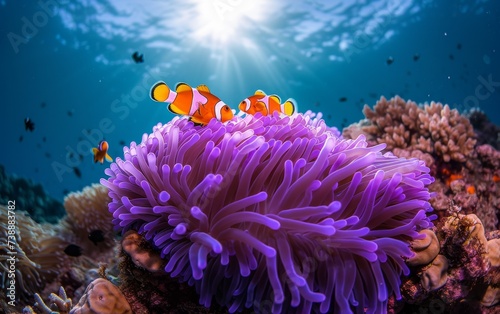 A close-up photo of a clownfish swimming among vibrant anemones on a colorful coral reef. The clownfish uses the anemones for protection and the anemones benefit from the fishs presence