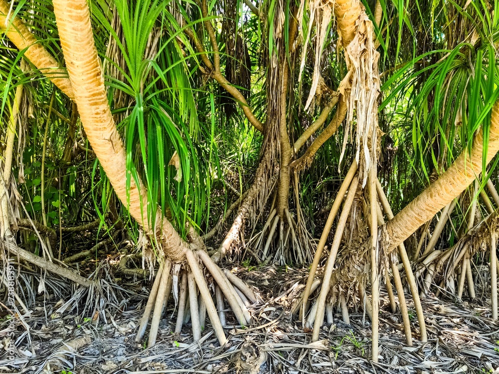 Mangrove trees among palm trees in the tropical Maldives. Mangrove trees among palm trees in the tropical Maldives.