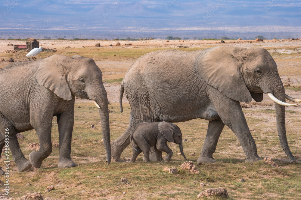 Fototapeta premium 親子の象