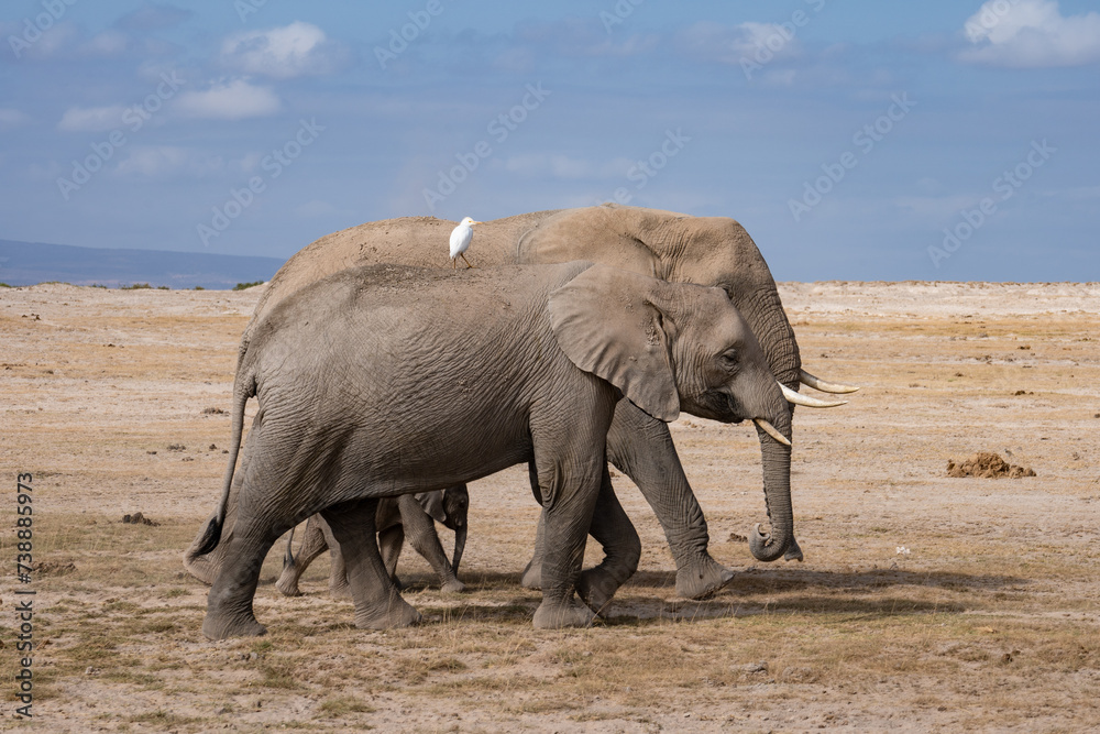 Obraz premium 象と鳥