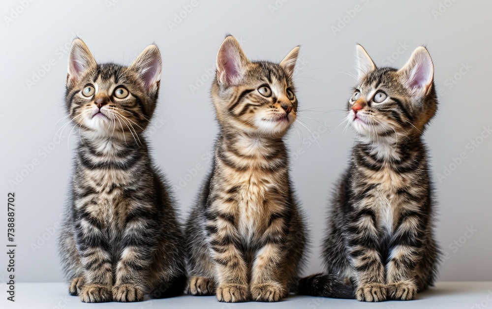 Three fluffy kittens of various colors are sitting closely next to each other, their small paws neatly tucked under their bodies. They appear calm and curious, with their ears perked up