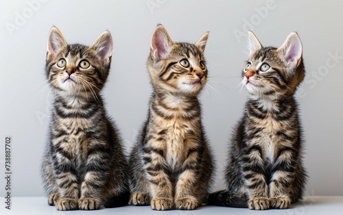 Three fluffy kittens of various colors are sitting closely next to each other, their small paws neatly tucked under their bodies. They appear calm and curious, with their ears perked up