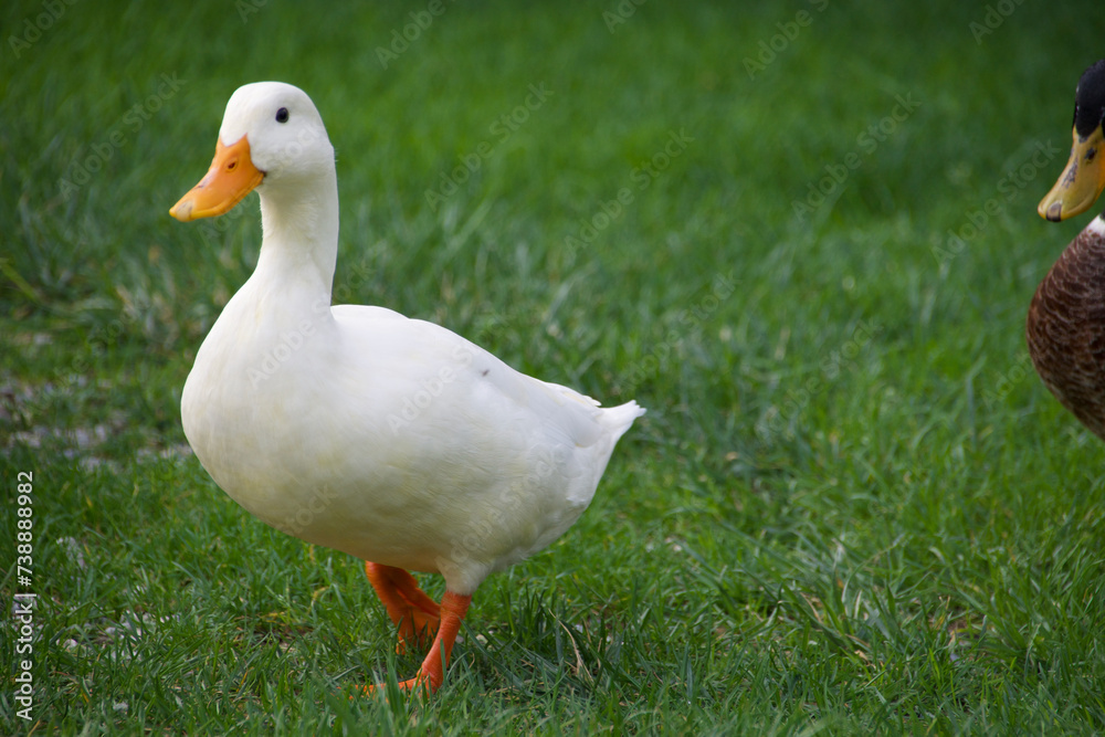 Großaufnahme einer weißen Ente. Sie hat keine farbigen Federn und einen Schnabel in Orange. Sie blickt in die Kamera und steht auf einer grünen Wiese. . Großaufnahme einer weißen Ente. Sie hat keine farbigen Federn und einen Schnabel in Orange. Sie blickt in die Kamera und steht auf einer grünen Wiese. .