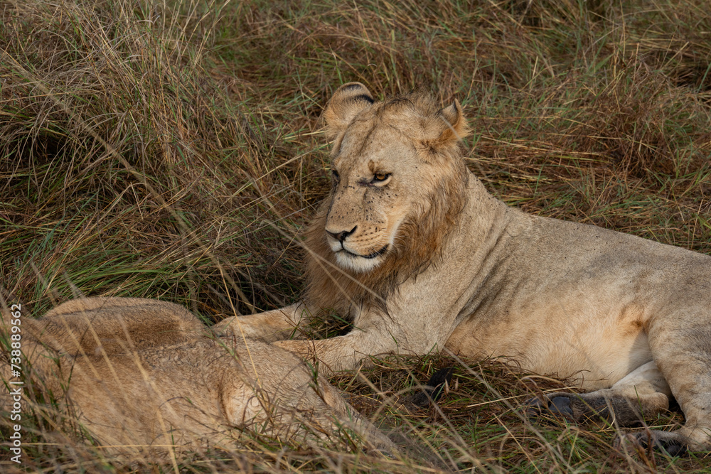 Naklejka premium 家族を見つめるライオン