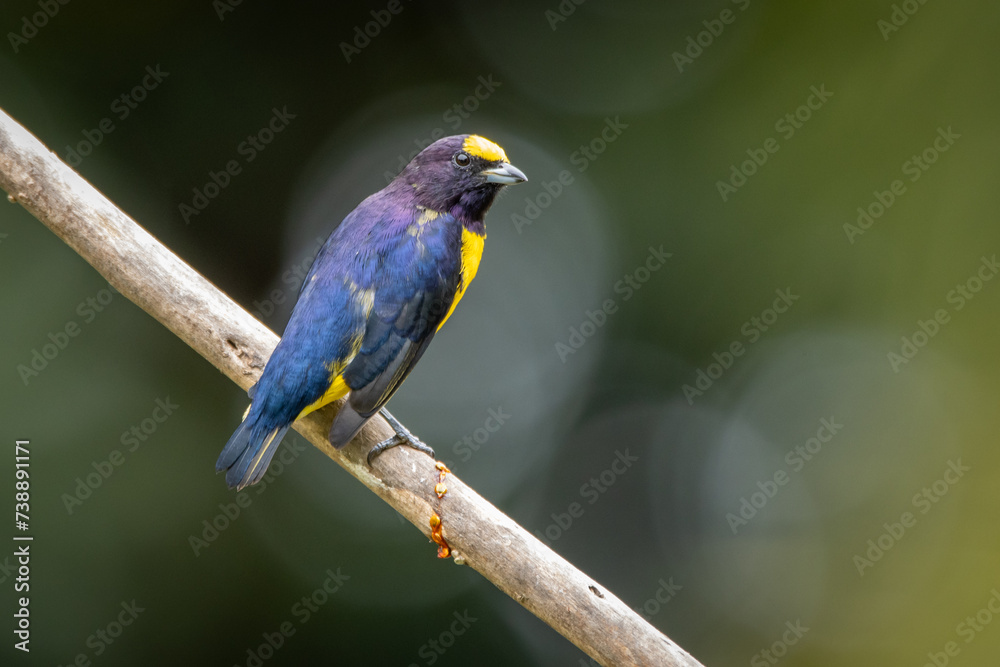 Obraz premium Yellow Bird. A Purple-throated Euphonia also known as Fim-fim perched on the branch. Species Euphonia chlorotica. Birdwatching. bird lover.