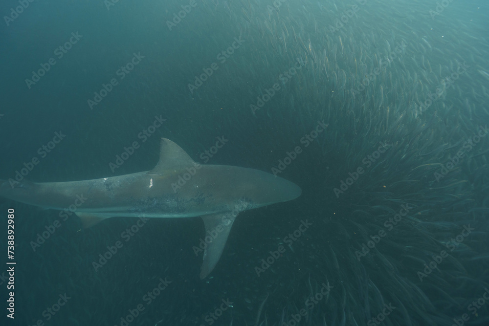 Fototapeta premium Shark at the sardine run