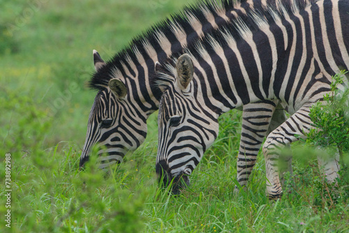 Two zebras grazing