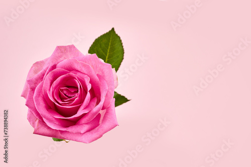 Beautiful pink rose on pink background.