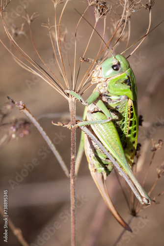 Close-up of a wart-biter (Decticus verrucivorous), France photo