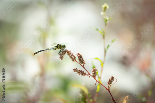 Small pincertail (Onychogomphus forcipatus) around the drôme river, France photo