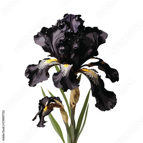 black color iris flower isolated on white