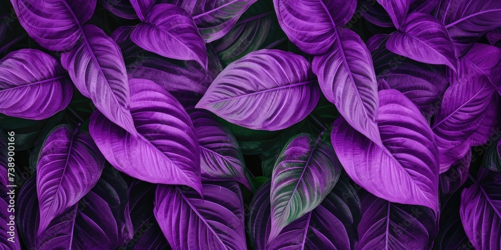 The concept of betel leaves with purple leaves, abstract, natural background 